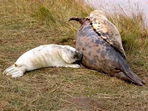 Archie's Peaky Birders Blog: GREY SEALS in Lincolnshire