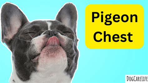 Pigeon Chest in a Dog: Causes, Symptoms, and Treatment Options ...