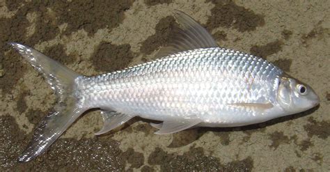 Buy Mrigal (12-14lbs) 1 Lbs | Sundarbans Fish Bazar - Quicklly