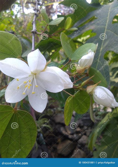 Kanchan flower White stock image. Image of evergreen - 180431881