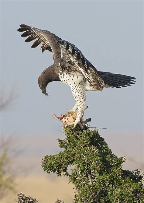 Martial Eagle