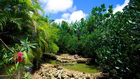 Barbados Wildlife Reserve in Speightstown, | Expedia