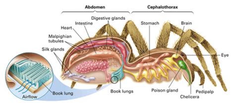 Arthropoda Flashcards | Quizlet