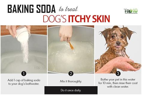 Home Remedies to Deal with Itchy Skin in Dogs | Top 10 Home Remedies | Itchy dog remedies, Dog ...