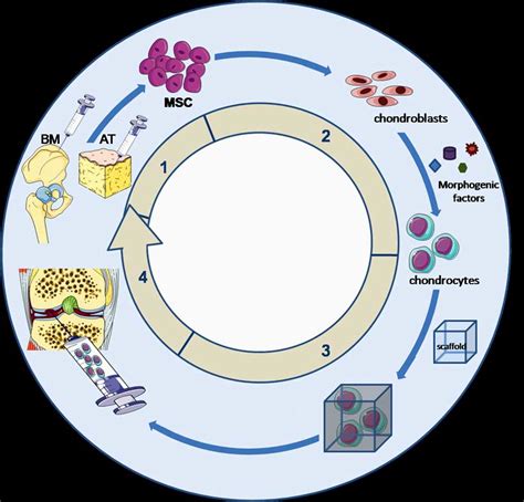 Sequence of events from stem cell isolation to engineered scaffold ...