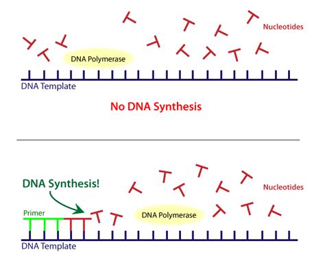 Dna primers; Oligodeoxyribonucleotide Primers; Oligonucleotide Primers