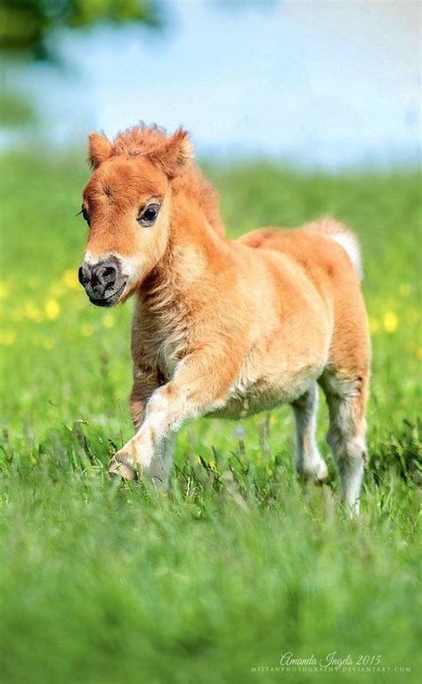 Cute Baby Horses Wallpapers - Wallpaper Cave