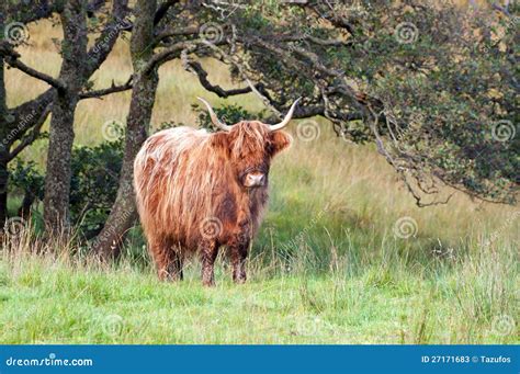 Brown highland cow stock image. Image of highland, breed - 27171683