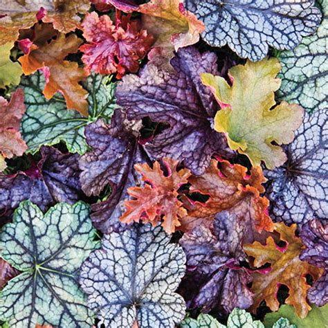 Heuchera Mix - Shade Perennial | K. van Bourgondien