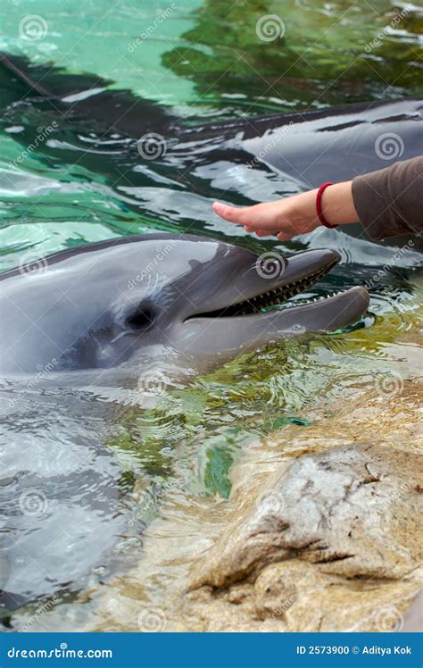 Feeding dolphin stock photo. Image of mammal, nature, animal - 2573900