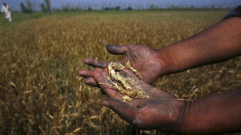 A contagious disease is destroying wheat fields in Bangladesh, and ...