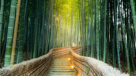 Path Between Bamboo Forest 4K 5K HD Beautiful Wallpapers | HD Wallpapers | ID #60390