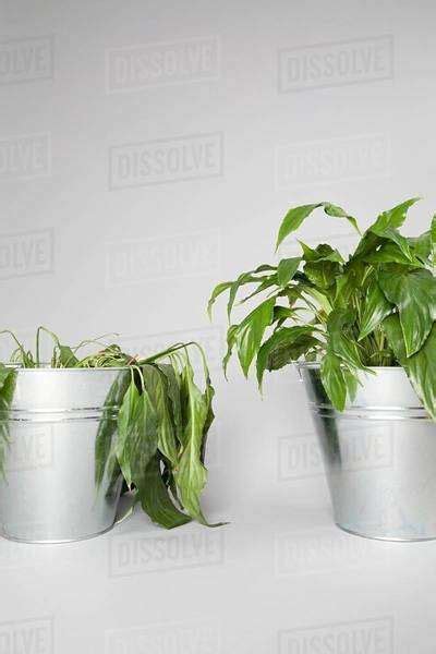 Dying plant and healthy plant - Stock Photo - Dissolve