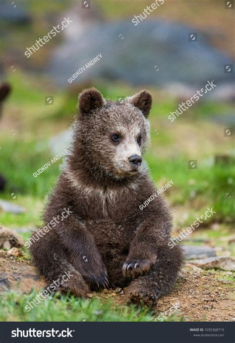 Funny Bear Cub Sits On Ground Stock Photo 1035368719 | Shutterstock