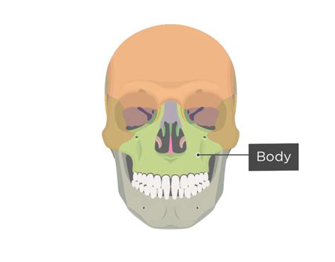 Maxilla Bone Anatomy | GetBodySmart