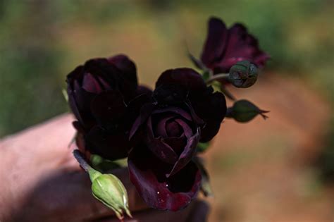 Blooming business: Turkey’s black roses transforming into a brand ...