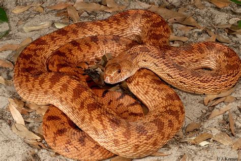 "Kingsville, TX." Red Bullsnake - Pituophis catenifer sayi… | Flickr