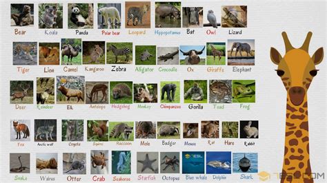 Wild Animals: List of Wild Animal Names in English with Images • 7ESL