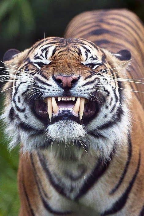 Bengal Tiger | Animals wild, Tiger photography, Big cats