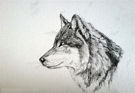 FREE 15+ Wolf Drawings in PSD | AI