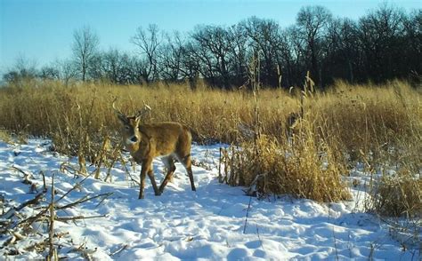 Creating Whitetail Habitat Quickly | Deer habitat, Whitetail hunting ...