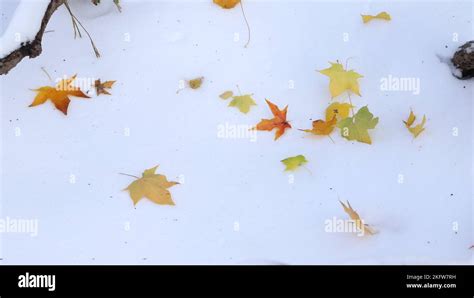 The tenacity of leaves Stock Photo - Alamy