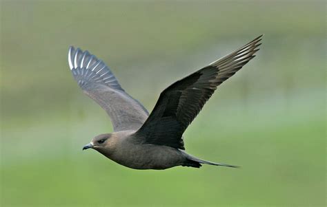 Arctic Skua | Sea birds, Bird watcher, Wildlife