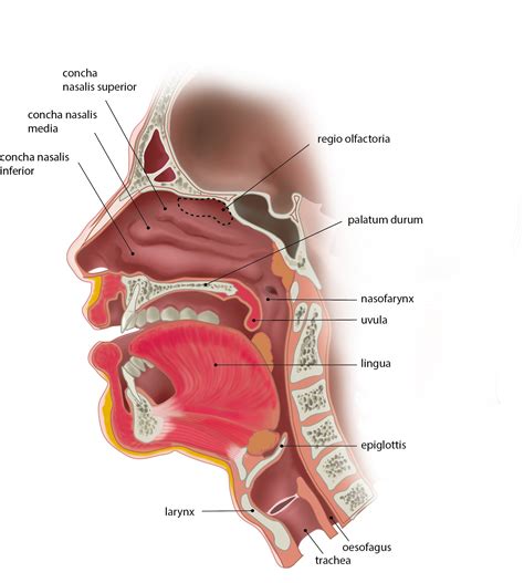 Slagter - Drawing Head and neck: sagittal section - Latin labels ...