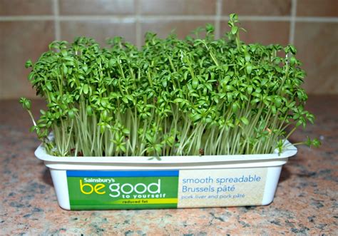 Mark's Veg Plot: Growing Cress on a windowsill