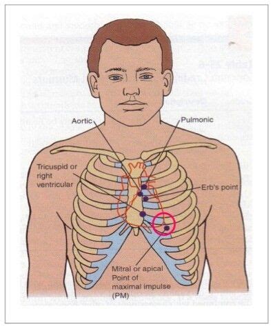 Pulses | Medical school prep, Fundamentals of nursing, Apical pulse