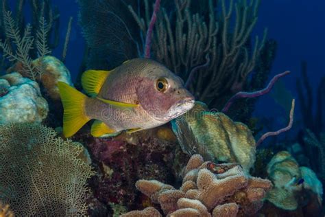 Schoolmaster Snapper Fish Reefscape Bahamas Stock Image - Image of ...