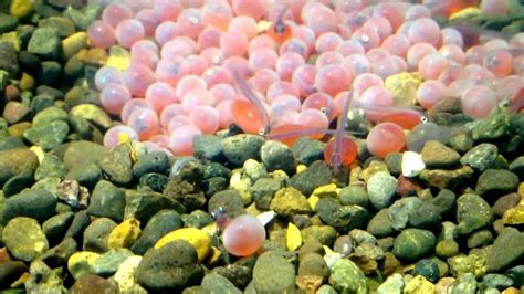 Salmon eggs hatching - YouTube