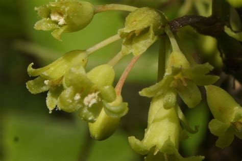 Maryland Biodiversity Project - Common Greenbrier (Smilax rotundifolia)