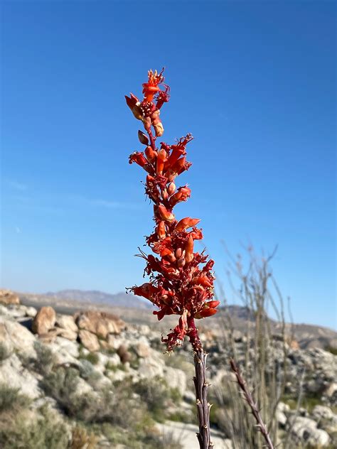 MY LIFE WITH PLANTS: Anza-Borrego Early Flower Show