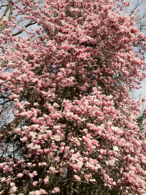 The almost 50 year old Magnolia tree in full bloom in my parents yard. | Magnolia trees, Iphone ...