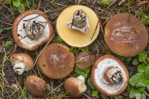 Suillus luteus: All About The Slippery Jack Mushroom