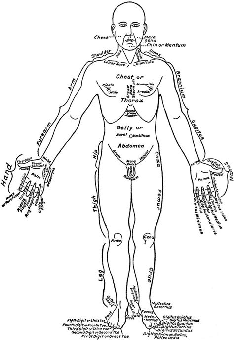 Front View of the Parts of the Human Body Labeled in English and Latin | ClipArt ETC | Human ...