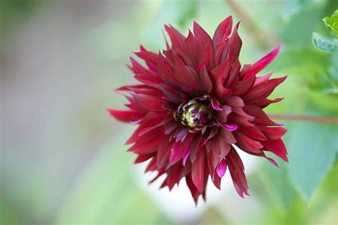 Spiky Crimson Flower Photograph by Pamela Dutton - Fine Art America