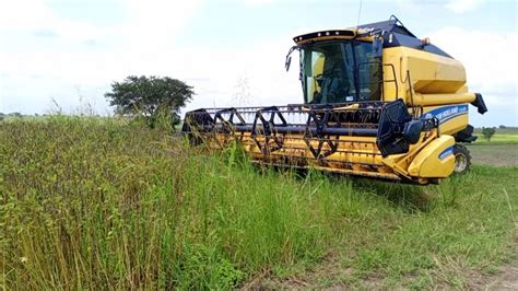 Chia farmers maximise profits with mechanisation - The Cooperator News