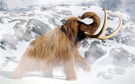 Study Resurrects Woolly Mammoth DNA to Explore the Cause of Their ...