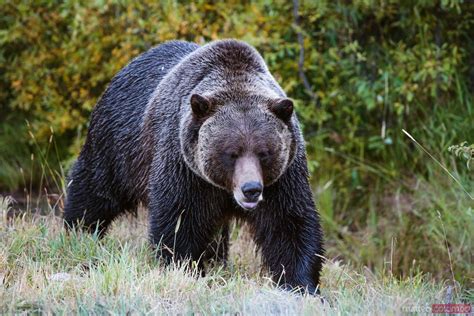 - Grizzly Bear, Banff National Park, Alberta, Canada - Royalty Free Images and Prints - Matteo ...