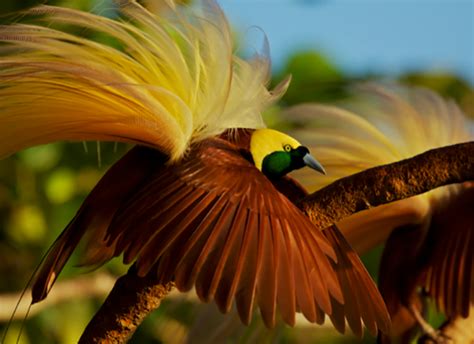 WWF Indonesia calls for conservation of Papua’s birds-of-paradise | Asia Pacific Report