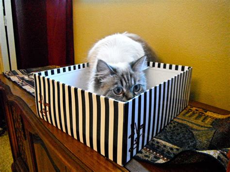 For every woman and their shoe obsession their should be a kitty with their shoe box obsession