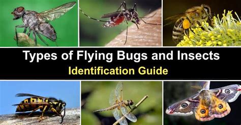 Types of Flying Bugs and Insects (With Pictures) - Identification Guide