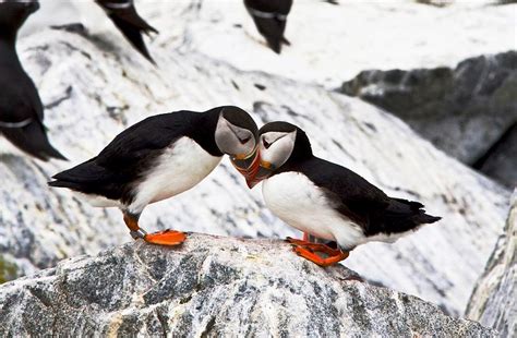 North Atlantic Puffins Photograph by Debbie Lloyd - Fine Art America