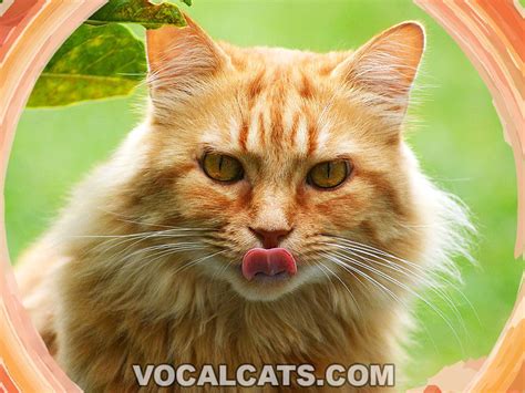 Red Maine Coon: Complete Guide - Vocal Cats