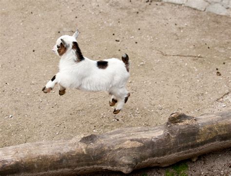 The 34 Cutest Baby Pygmy Goats On The Internet!