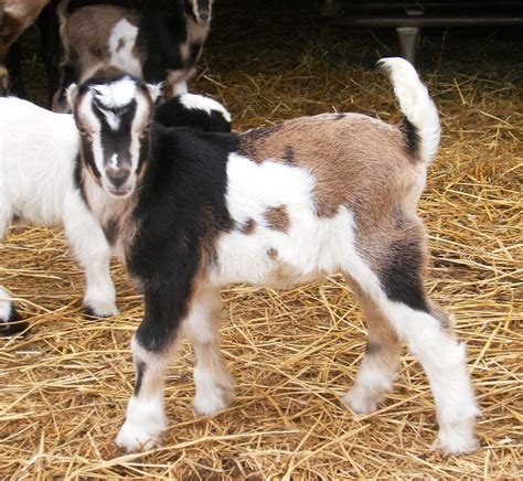 Lamancha goat breed profile – Artofit