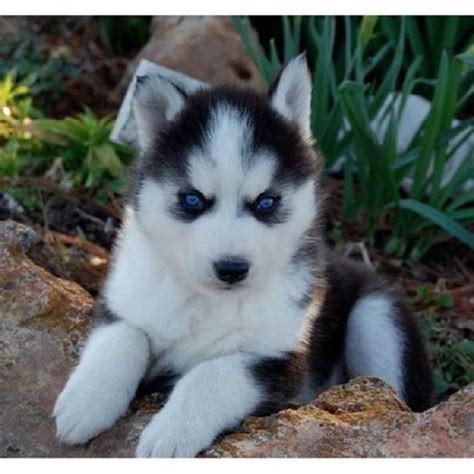 Alaskan Husky Miniature Puppies | PETSIDI