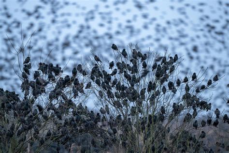 Common Starling Flock Gathering In Their Thousands Photograph by David ...